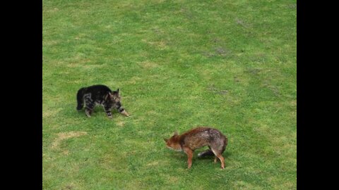 cat vs fox