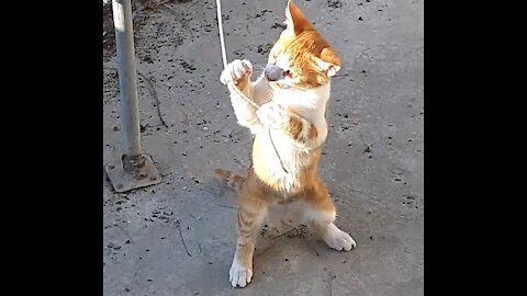 Rula's Kitten Part 4 - Playing with rope