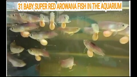 31 BABY SUPER RED AROWANA FISH IN THE AQUARIUM