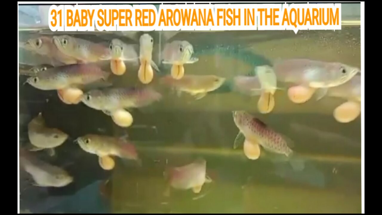 31 BABY SUPER RED AROWANA FISH IN THE AQUARIUM