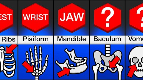 Comparison: Different Types Of Bones And Where To Find Them