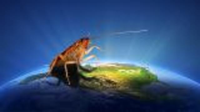 49-Million-Year-Old Cockroach Discovered