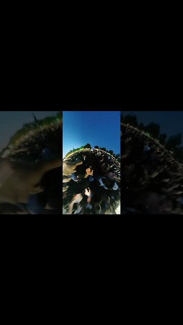 Carti Performs "Flatbed Freestyle" At Wireless Festival 🤪