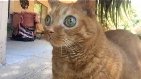 Cat mesmerizes with incredibly big eyes!