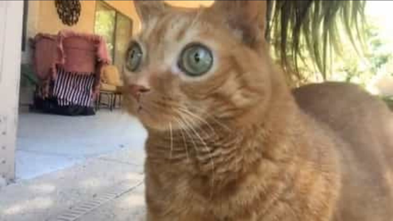 Cat mesmerizes with incredibly big eyes!