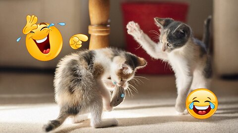 Try Not to Laugh at the Funniest animal video! Funniest Cats and Dogs Videos! 😹🐶🐱