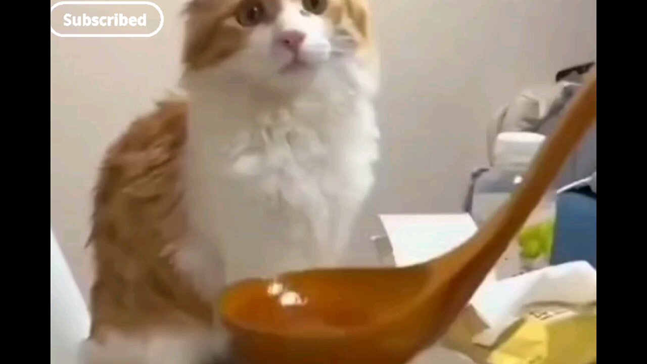 food testing🙀🙈 funny cats