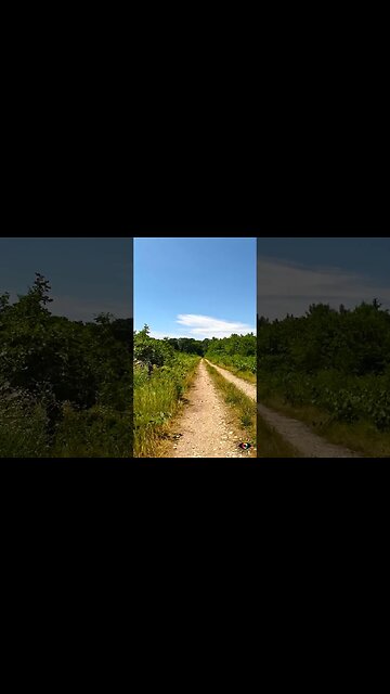 Snagov forest ride | Techno music | 4k Virtual Tour | #shorts