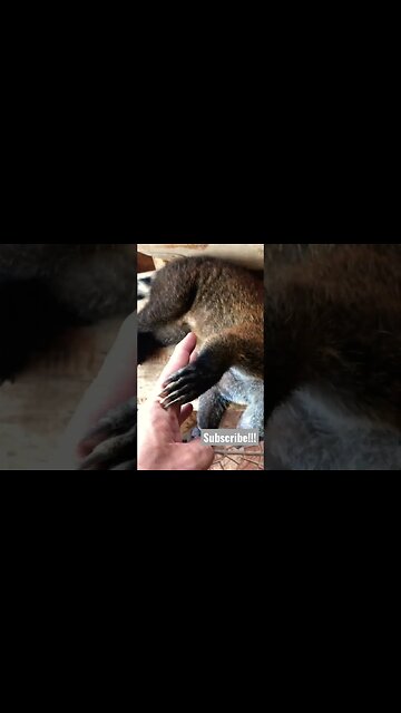 Randi the Raccon Bear Possum Anteater Bear Fox Lemur