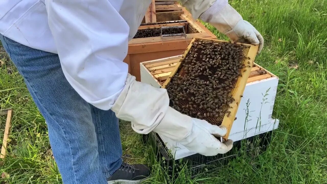 Making a change in the bee yard