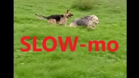 Australian and German Shepherds "JUKE" in SLOW-MO | K9 D.I.Y in 4D