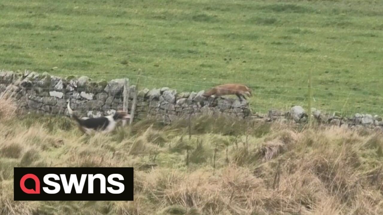 UK police are investigating a video of a fox hunt - after campaigners alleged dogs were used