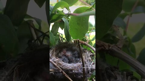 Baby British Finches #Baby #British #Finches #Birds