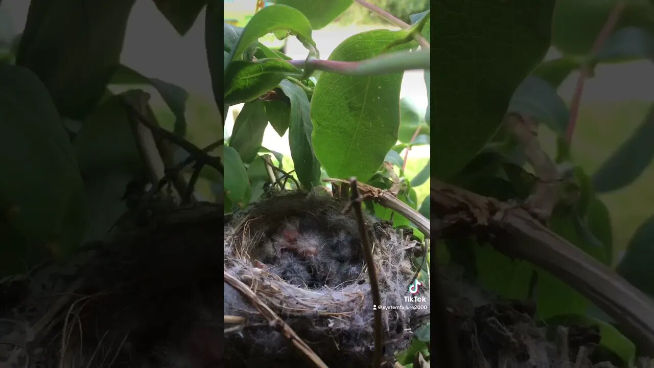 Baby British Finches #Baby #British #Finches #Birds