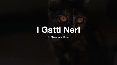 Il carattere e le abitudini dei gatti neri