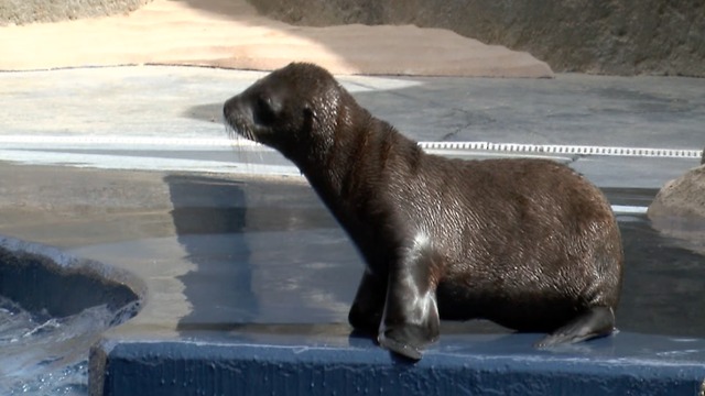 ABC15 EXCLUSIVE: Meet Sunny, the first sea lion born in Arizona - ABC15 Digital