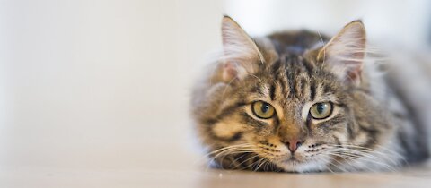 Best Cat Breeds for Beginner Owners