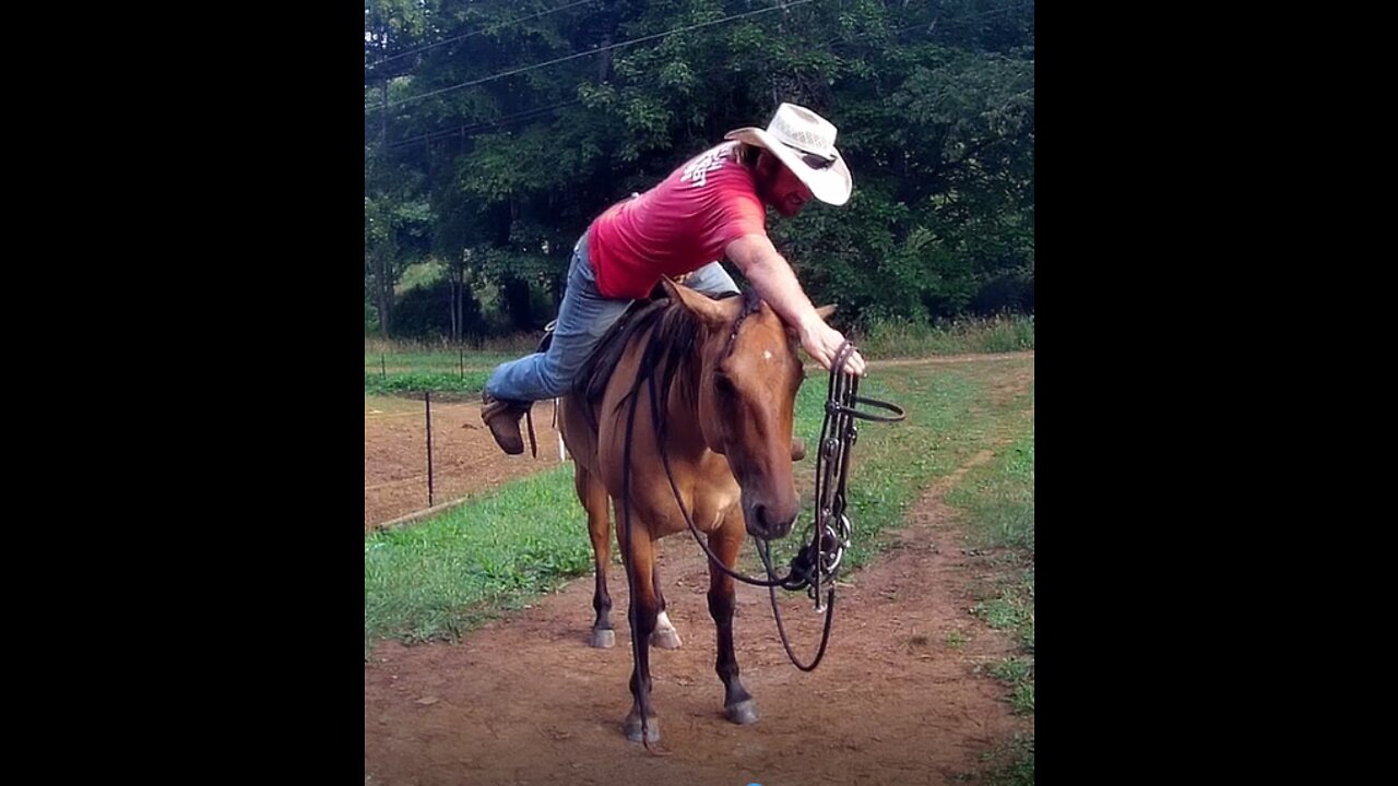 Allie the Wonder Horse is Easy to Bridle