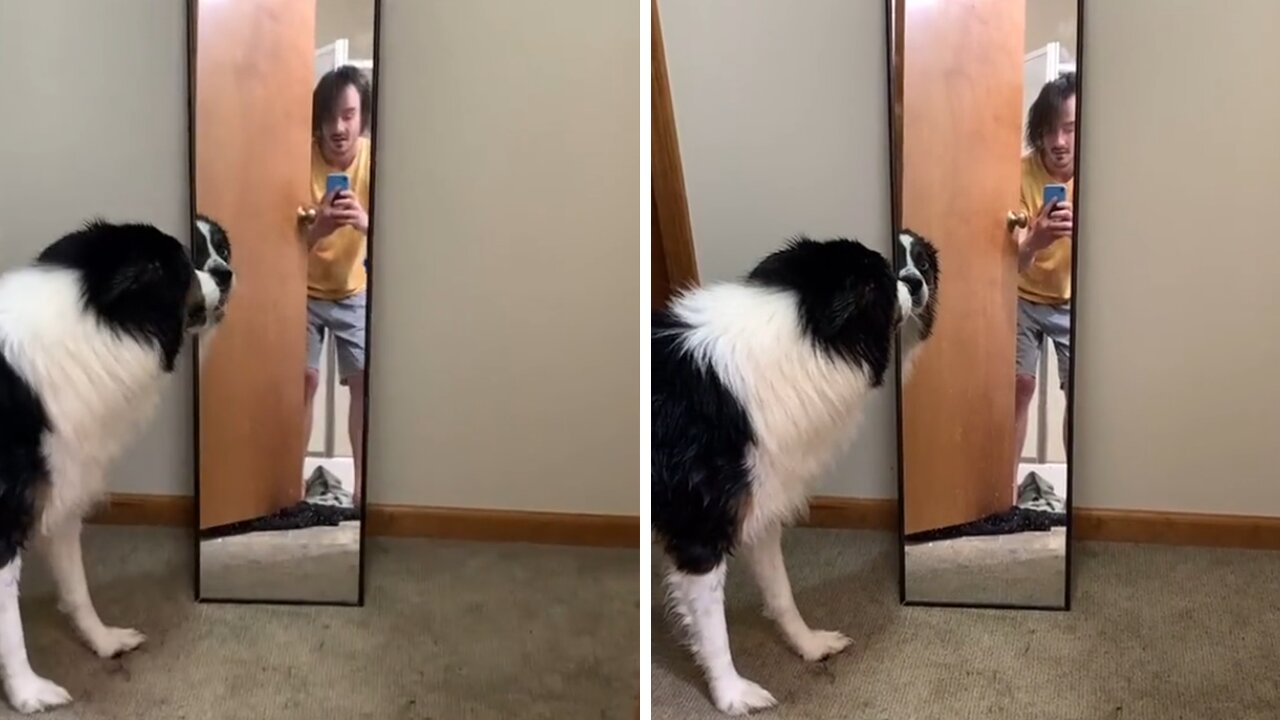 Pup freaks out after seeing his own reflection