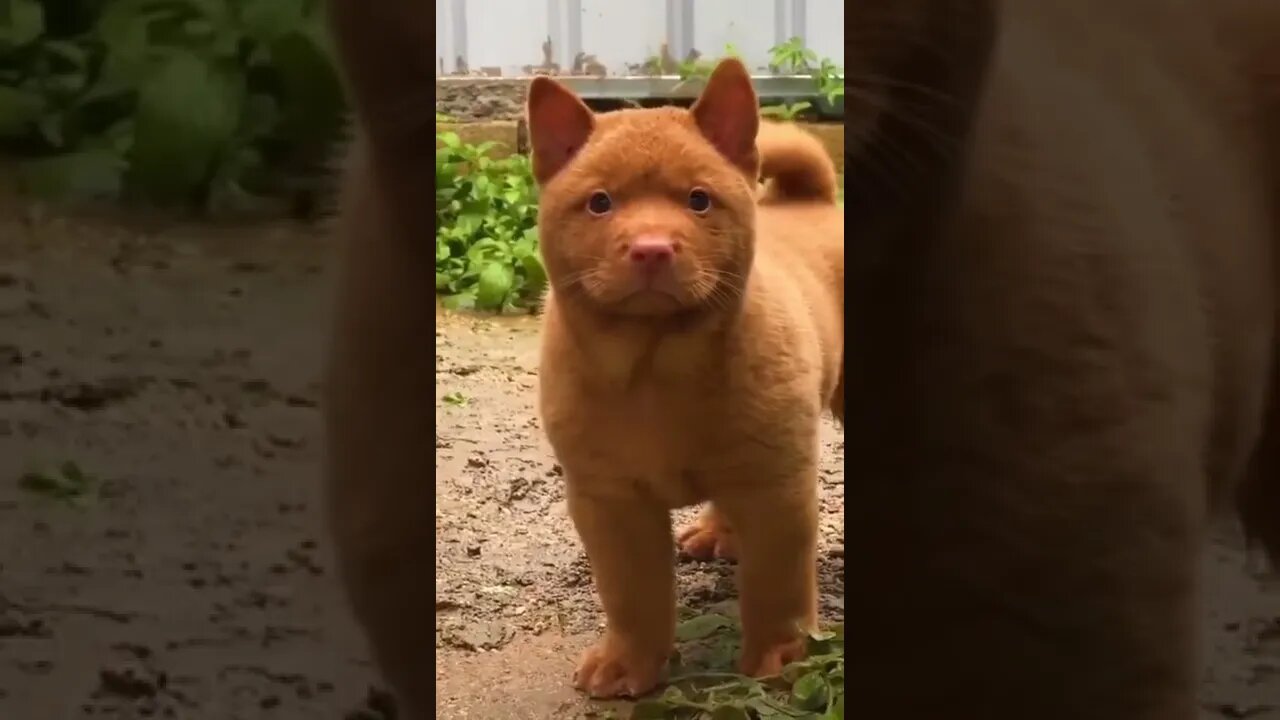 Cachorrinho mais fofo do Mundo 🥰🙀😻 #shorts