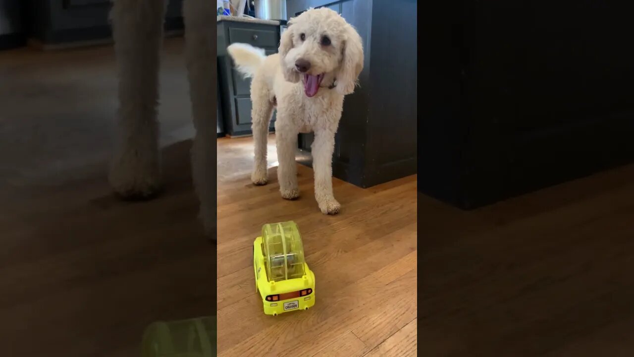 This dog's reaction to a hamster is hilarious 😂