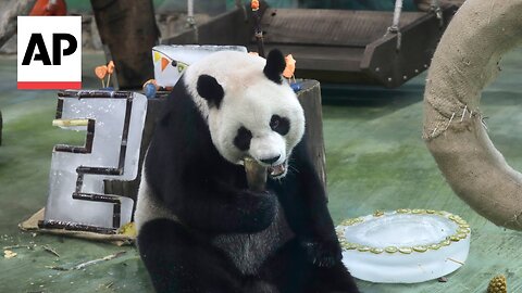 Taiwan's oldest panda celebrates 20th birthday