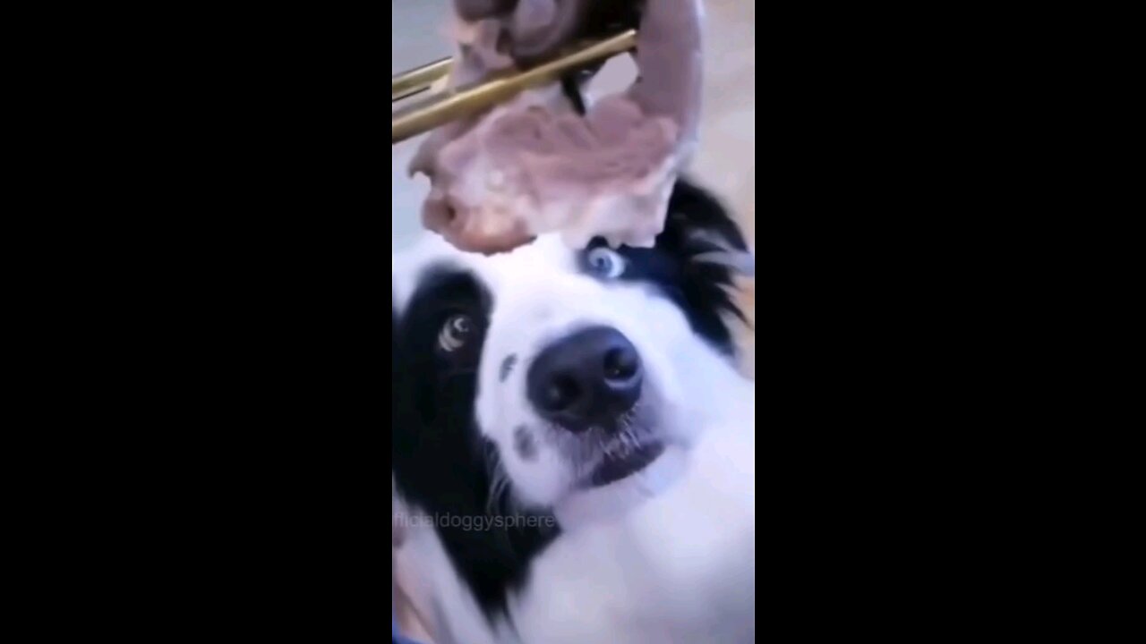Funny Pets 😂🐕