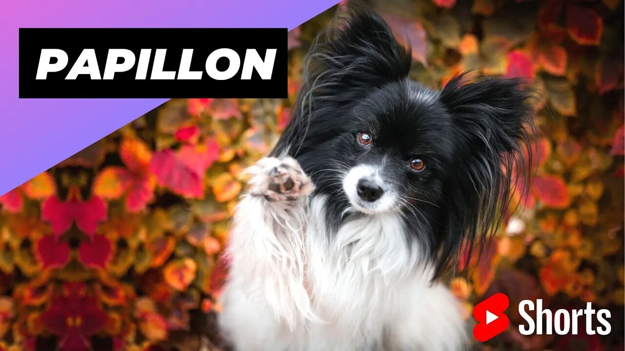 Papillon 🐶 One Of The Most Intelligent Dog Breeds In The World #shorts