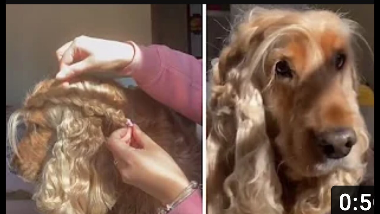 Trendy Cocker Spaniel gets beautiful braid in her luscious hair