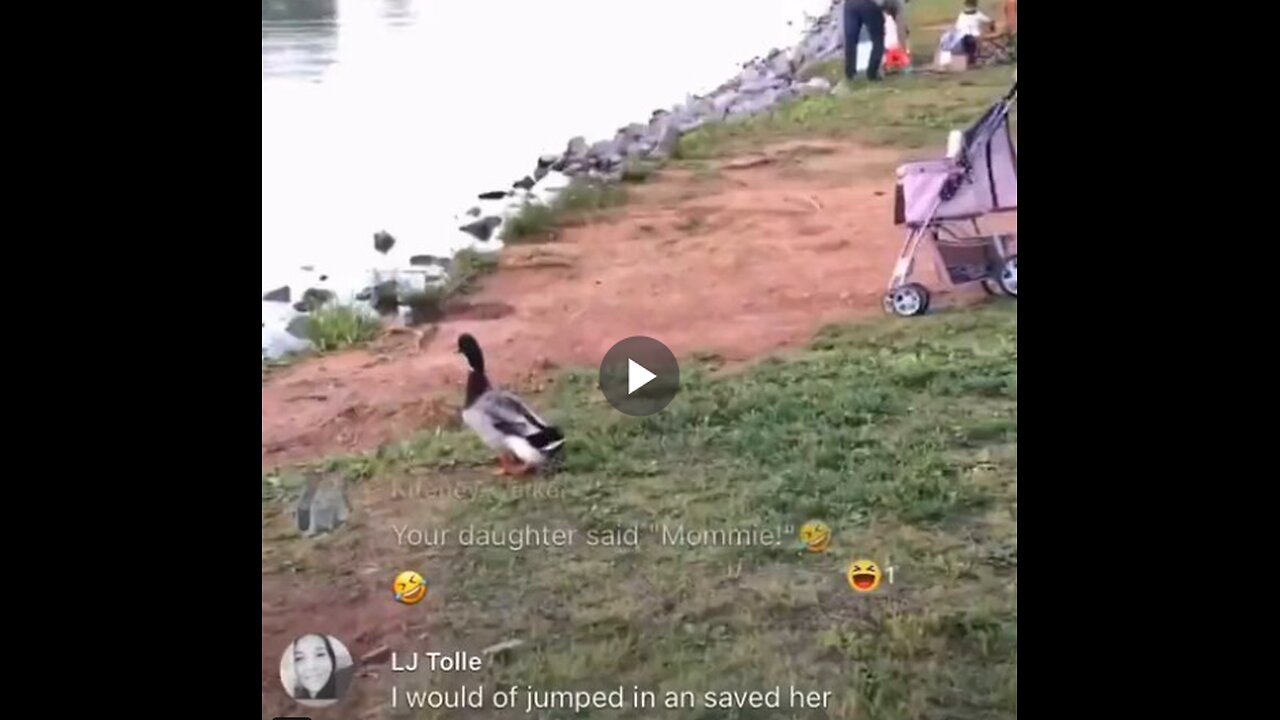 Woman releases her pet duck into the wild