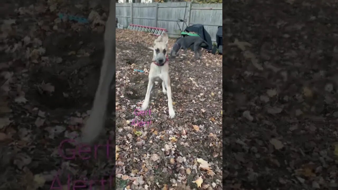 It’s my stick!! #shorts #dog #gertalert (Gert’s birthday is tomorrow. She’s 1!!!)