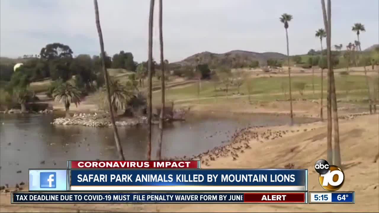 Animals at Safari Park killed by mountain lions