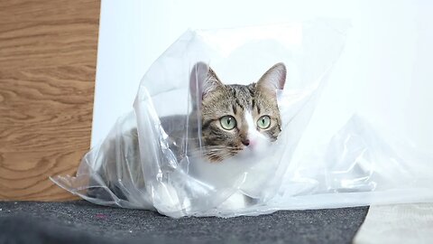 The Cat and His Package