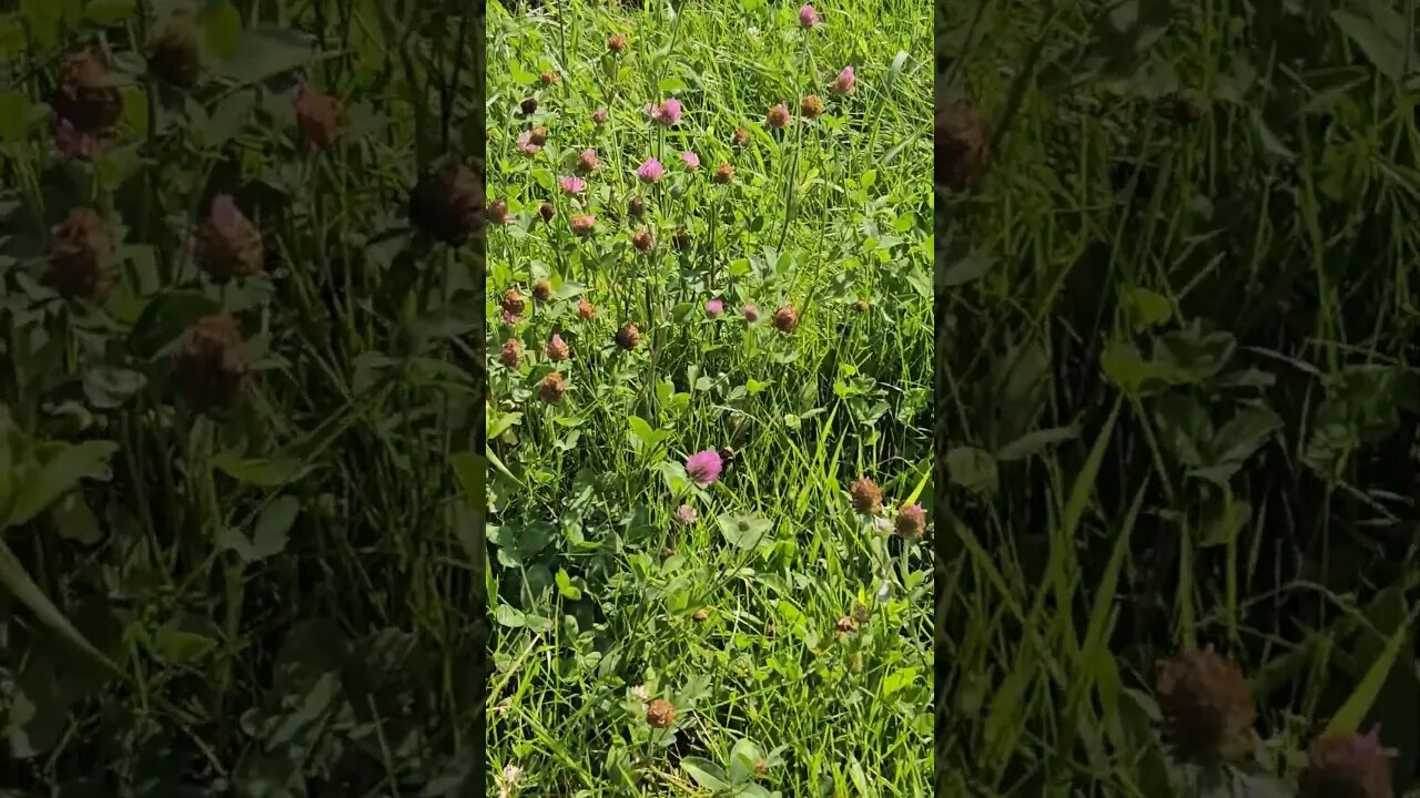 Wildlife around the Farm 🚜 series, Bumblebee 🐝 on clover 🍀