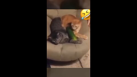 very funny cat and dogs compilation_😂😂😂😂😂😂😂_ #short