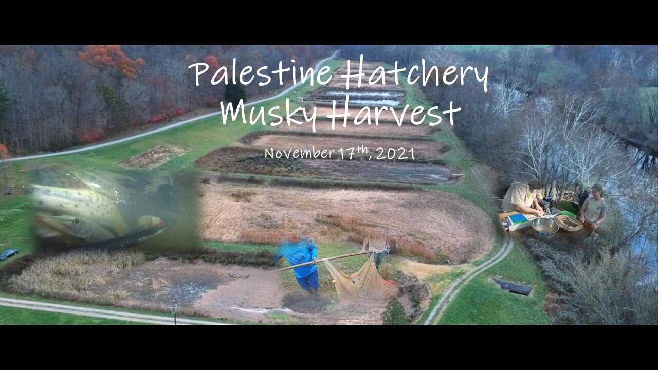 Palestine WV Hatchery Musky Harvest: 11/17/2021