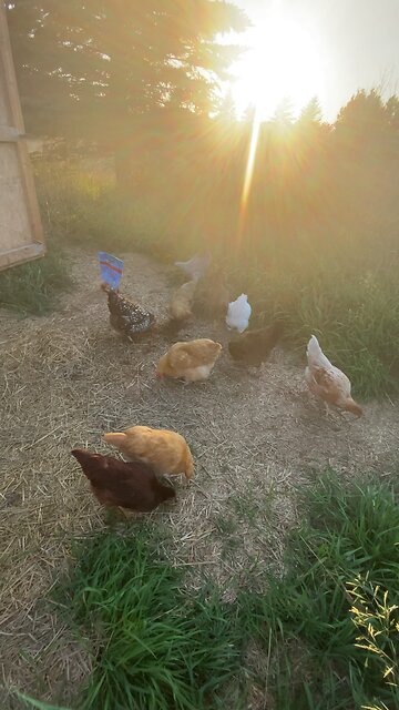 Chickens first time free ranging