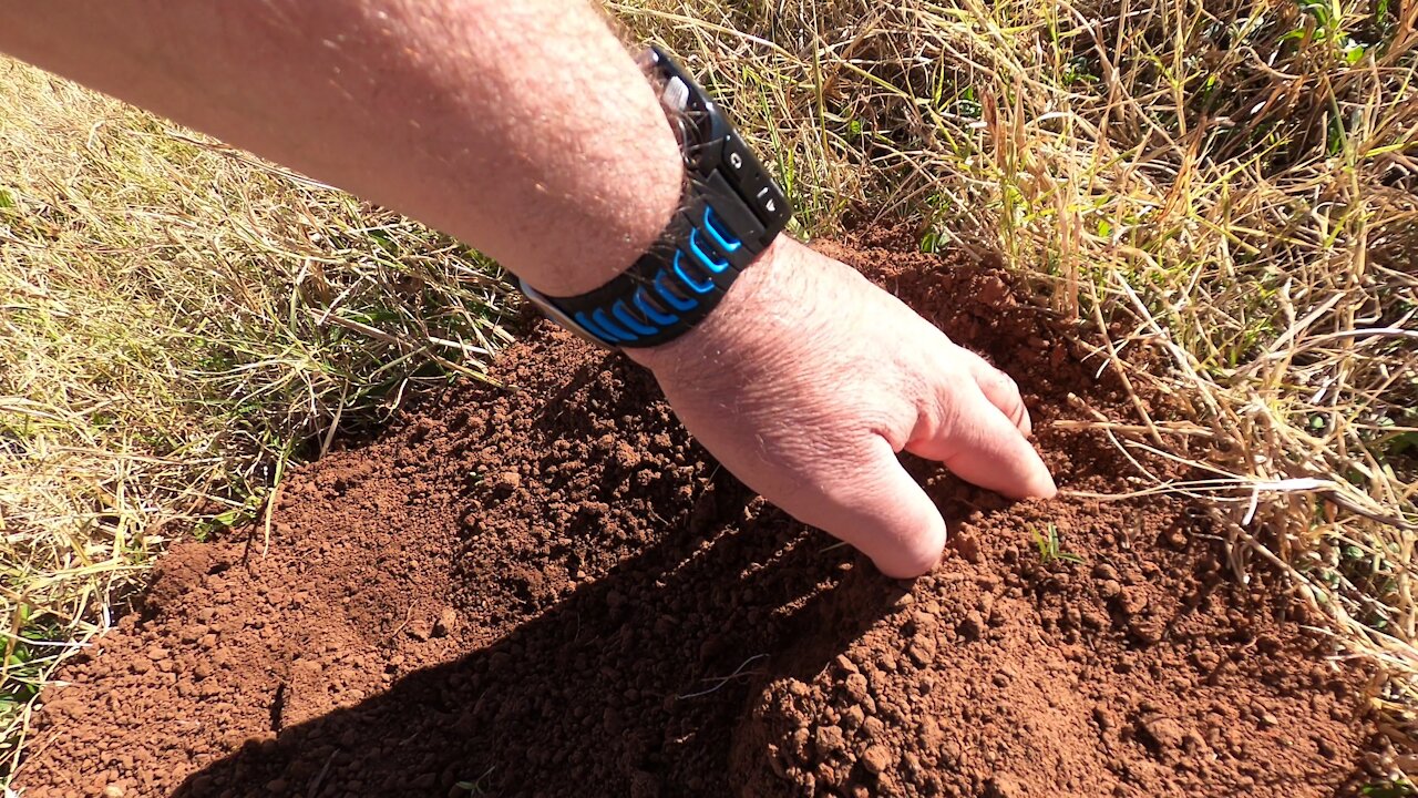 Digging Up Mole Hills by Hand. What's Down There?