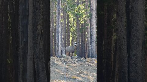 Teenage Deer