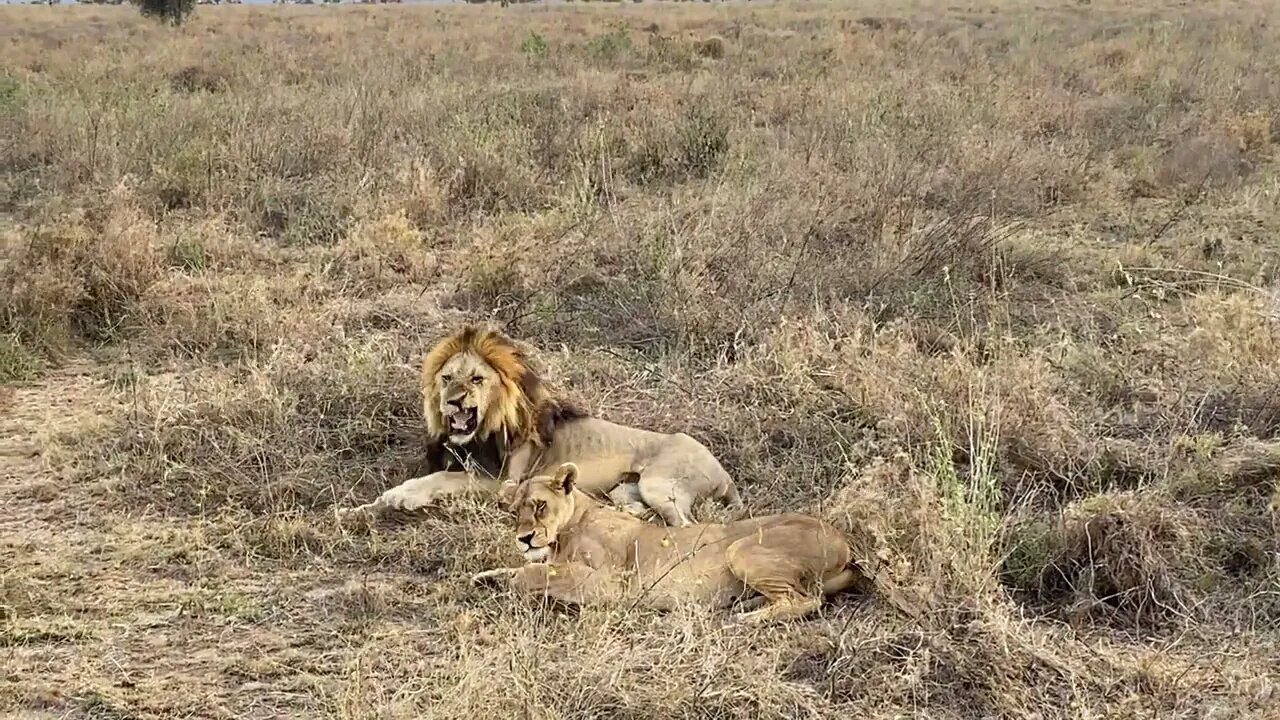 Thor in Africa watching a lion mate in seconds!