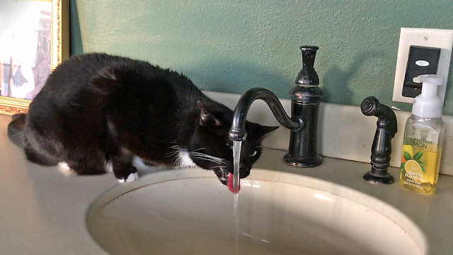 Talking cat asks for drink of water