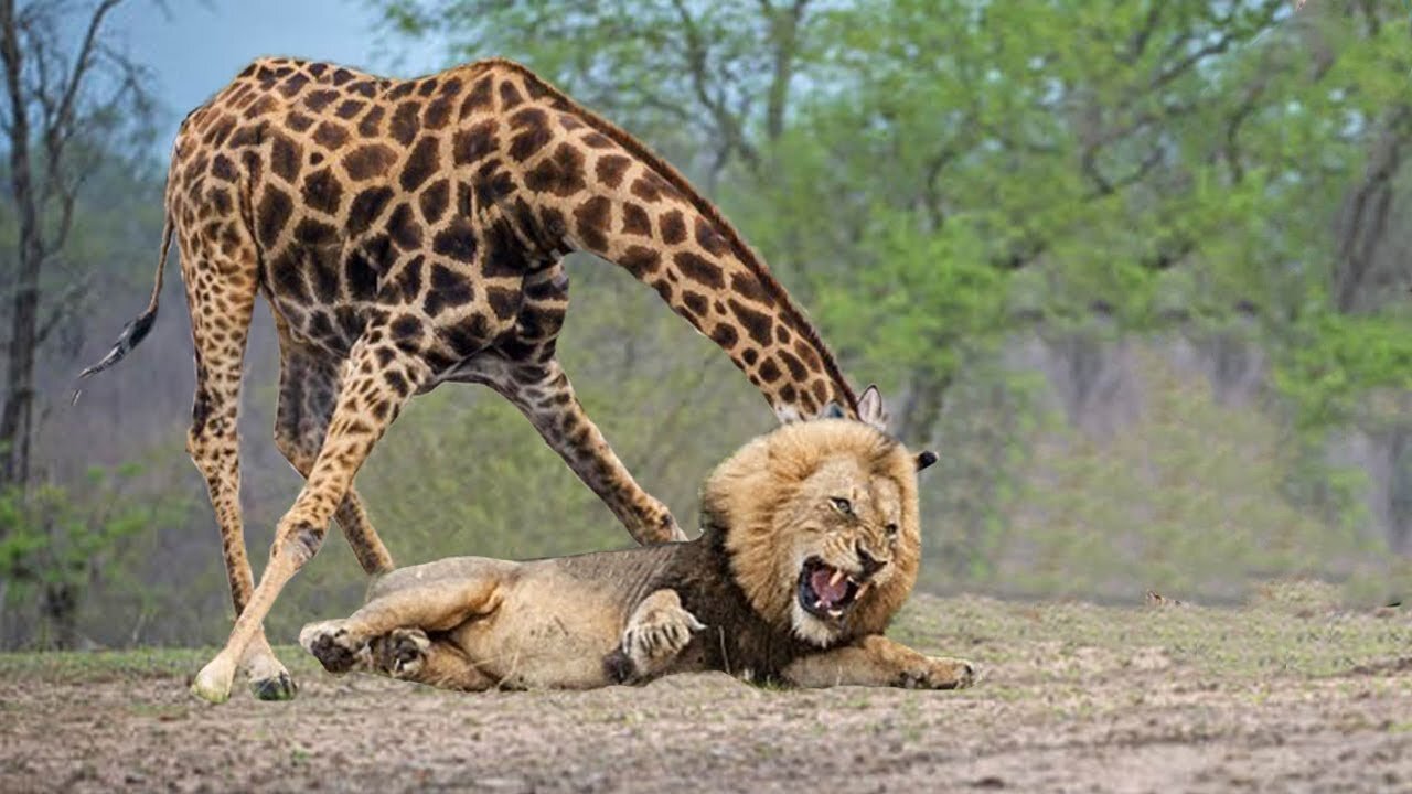 Lion Could Not Win Powerful of Giraffe – Mother Giraffe Save Her Baby From Lion vs Kudu, Buffalo