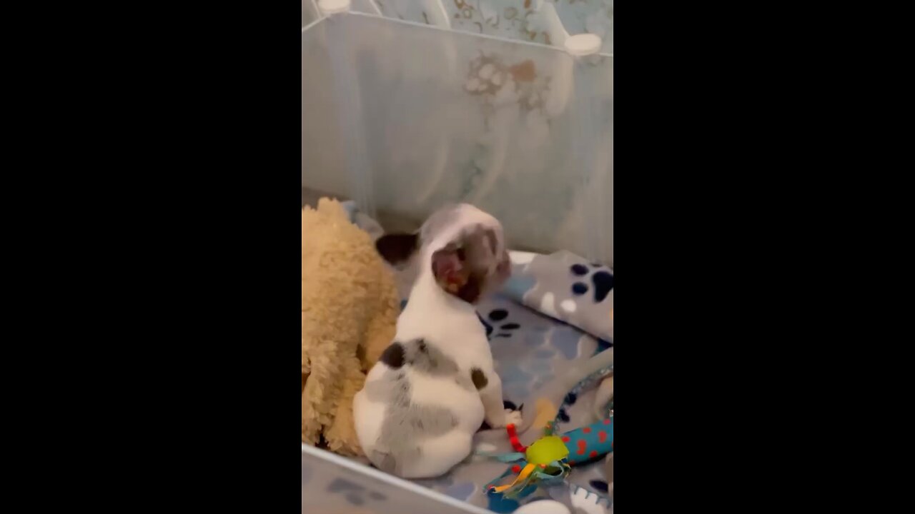 Good morning #nurf #cutenurf #cutepet #cutepuppy #puppylove