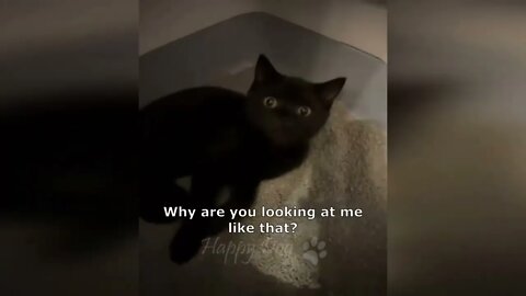 18 Funny animal videos Funny cats dogs Funny animals 247