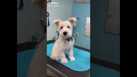 Funny Animals Compilation - Funny Fails - Try not to laugh 2021