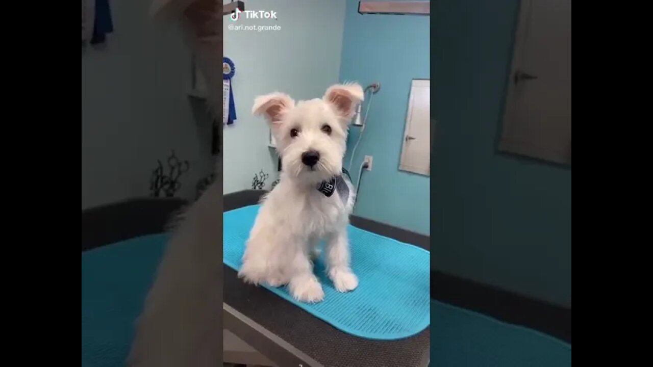 Funny Animals Compilation - Funny Fails - Try not to laugh 2021