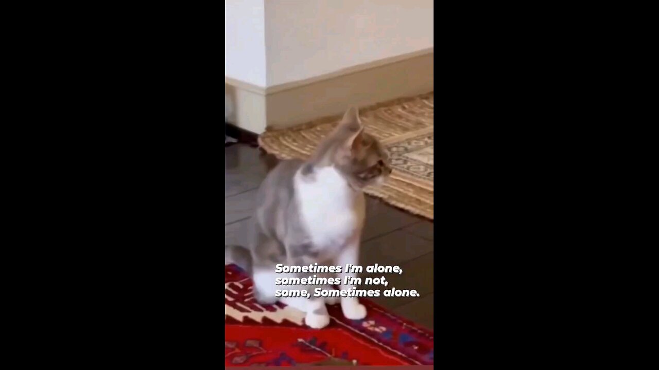 cat song