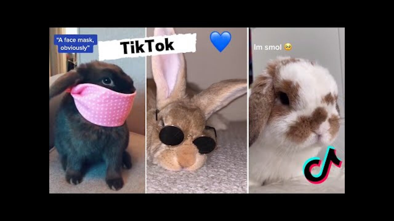 Funny and Cute Bunny Rabbits | Cute and Funny |