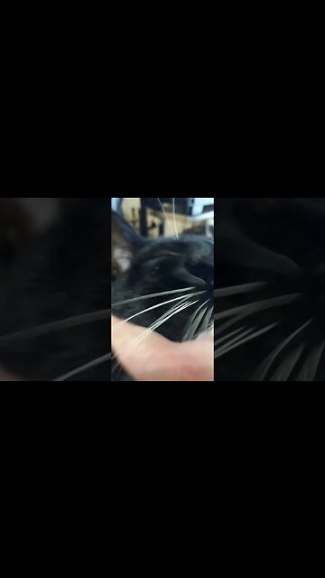 Kitty is happy #shortsvideo #shortsfeed #youtubeshorts #cat #catvideos