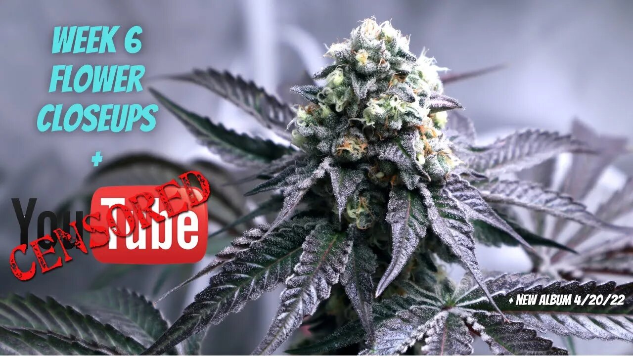 WEEK 6 INDOOR FLOWER SHOTS & CLOSE UPS + ALBUM COMING THIS 4/20 + Youtube PURGE 2.0?!